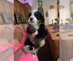 Small Photo #8 Bernese Mountain Dog Puppy For Sale in MC KINNEY, TX, USA