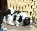 Small #7 ShihPoo