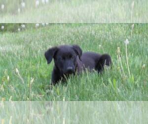 English Shepherd-Labrador Retriever Mix Puppy for sale in HILLSBORO, WI, USA