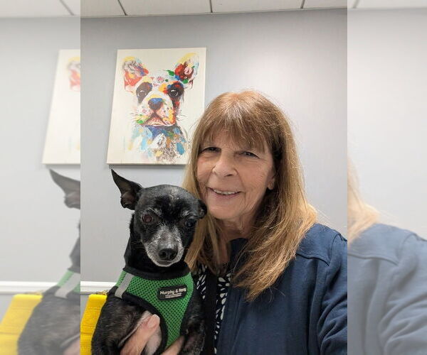 Medium Photo #4 Chihuahua Puppy For Sale in Caldwell, NJ, USA