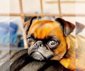 Brussels Griffon Puppy for sale in SCOTTSDALE, AZ, USA
