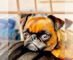 Small Photo #1 Brussels Griffon Puppy For Sale in SCOTTSDALE, AZ, USA