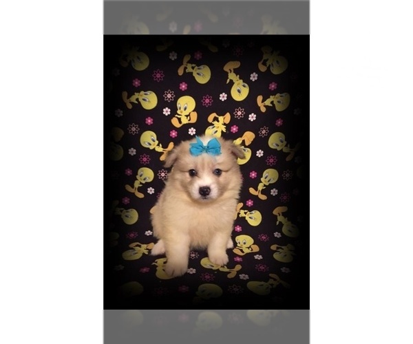 Medium Photo #3 American Eskimo Dog Puppy For Sale in CLARKSVILLE, TN, USA