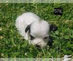 Small Photo #9 Shih Tzu Puppy For Sale in MOUNTAIN GROVE, MO, USA
