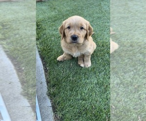 Golden Retriever Puppy for sale in VACAVILLE, CA, USA