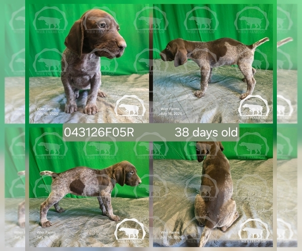 Medium Photo #2 German Shorthaired Pointer Puppy For Sale in MOYIE SPRINGS, ID, USA