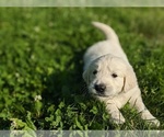 Small Photo #20 English Cream Golden Retriever Puppy For Sale in WOOSTER, OH, USA