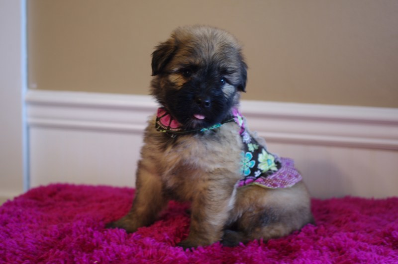 Medium Photo #1 Bouvier Des Flandres Puppy For Sale in BROOK PARK, PA, USA