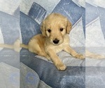 Small Photo #7 Goldendoodle Puppy For Sale in MC LEANSVILLE, NC, USA