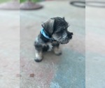 Small #1 Schnauzer (Miniature)