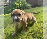 Small #2 American Pit Bull Terrier Mix