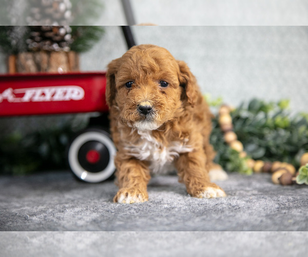 Medium Photo #15 Goldendoodle (Miniature) Puppy For Sale in WOLCOTTVILLE, IN, USA