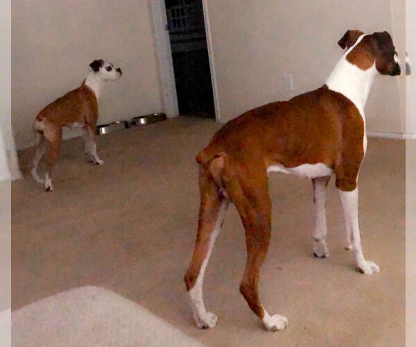 Medium Photo #4 Boxer Puppy For Sale in Austin, TX, USA