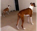 Small #3 Boxer