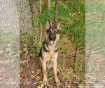 Small Photo #2 German Shepherd Dog-Siberian Husky Mix Puppy For Sale in CANISTEO, NY, USA