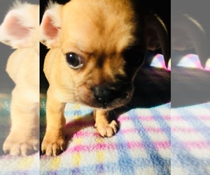 ShiChi Puppy for sale in LEBANON, OR, USA