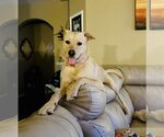 Small #9 Chow Chow-Labrador Retriever Mix