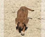 Small Photo #128 Rhodesian Ridgeback Puppy For Sale in MORONGO VALLEY, CA, USA