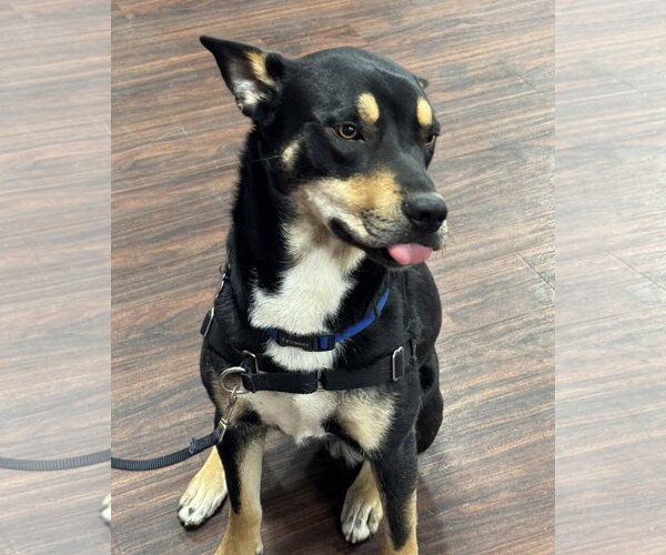 Medium Photo #8 Australian Kelpie Puppy For Sale in Fort Worth, TX, USA