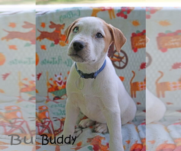 Medium Photo #4 American Pit Bull Terrier-Unknown Mix Puppy For Sale in Wakefield, RI, USA