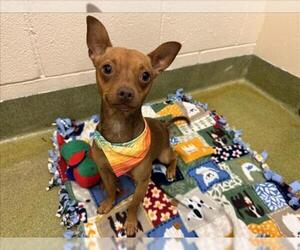 Chihuahua-Unknown Mix Dogs for adoption in Moreno Valley, CA, USA