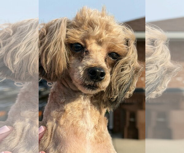 Medium Photo #3 Poodle (Toy) Puppy For Sale in Germantown, OH, USA