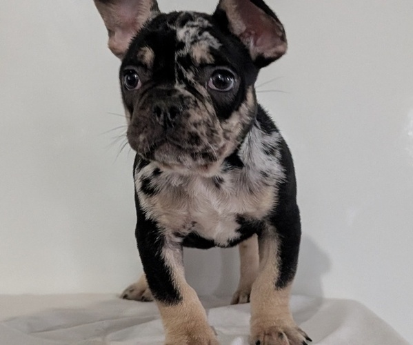 Medium Photo #12 French Bulldog Puppy For Sale in GOSHEN, IN, USA