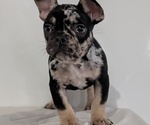 Small #11 French Bulldog
