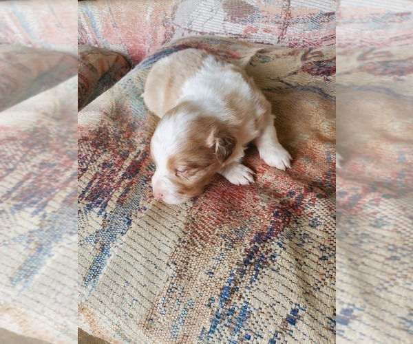 Medium Photo #8 Australian Shepherd Puppy For Sale in NEW IBERIA, LA, USA