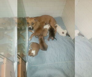 Rachel * - Female Boxer-Unknown Mix Dog for Adoption - Photo #4