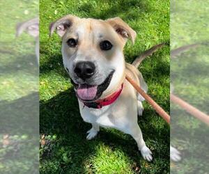 Staffordshire Bull Terrier-Unknown Mix Dogs for adoption in Woodland, CA, USA