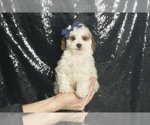 Poodle (Miniature) Puppy for sale in WARSAW, IN, USA