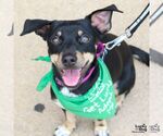 Small #6 Chihuahua Mix