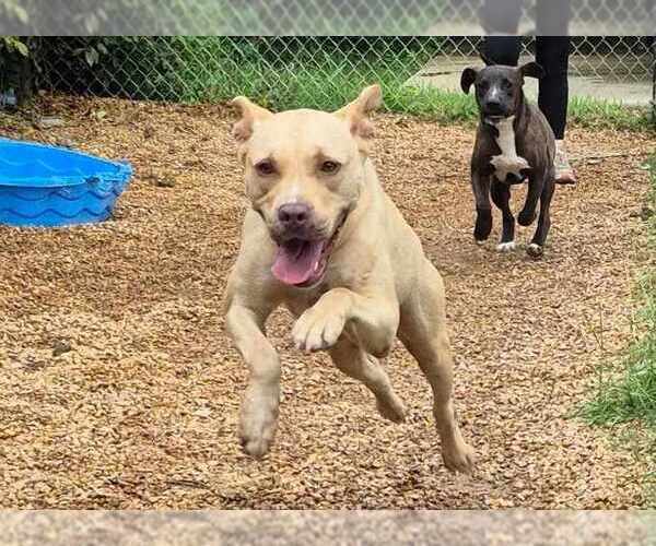 Medium Photo #4 Mutt Puppy For Sale in Anniston, AL, USA