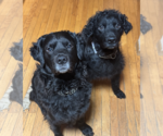 Small #1 Chesapeake Bay Retriever-Golden Retriever Mix