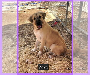 Anatolian Pyrenees Dogs for adoption in Granbury, TX, USA