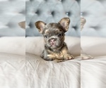 Puppy Hazel French Bulldog