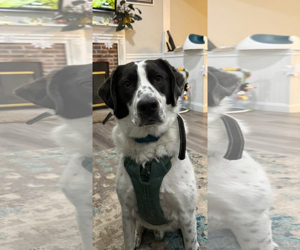 Medium Photo #3 Border Point Puppy For Sale in Oakhurst, NJ, USA