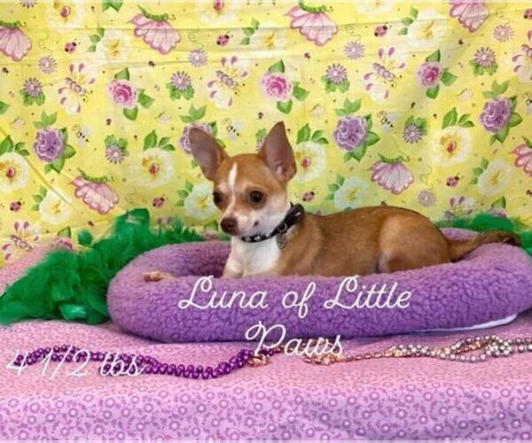 Medium Photo #1 Chihuahua Puppy For Sale in WINNSBORO, LA, USA