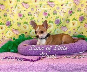 Mother of the Chihuahua puppies born on 04/26/2026