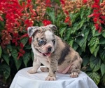 Small #4 Faux Frenchbo Bulldog