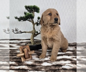 Golden Retriever Puppy for sale in FRANKLIN, IN, USA