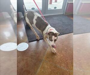 Mutt Dogs for adoption in Texas City, TX, USA