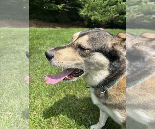 Medium Photo #5 Huskies -Unknown Mix Puppy For Sale in Uwchlan, PA, USA