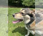 Small #4 Huskies  Mix