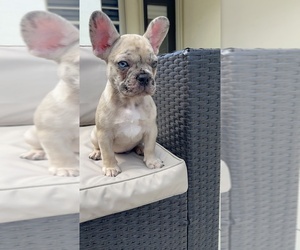 Medium French Bulldog