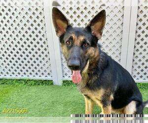 German Shepherd Dog Dogs for adoption in West Palm Beach, FL, USA