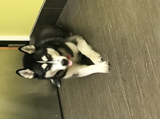 Mother of the Siberian Husky puppies born on 06/24/2018