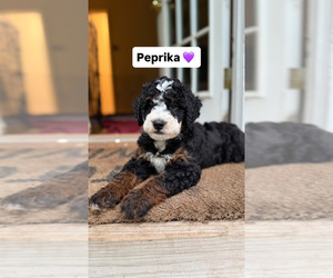 Bernedoodle (Miniature) Puppy for sale in ARLINGTON, TX, USA