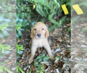 Golden Retriever Puppy for sale in JACKSONVILLE, FL, USA